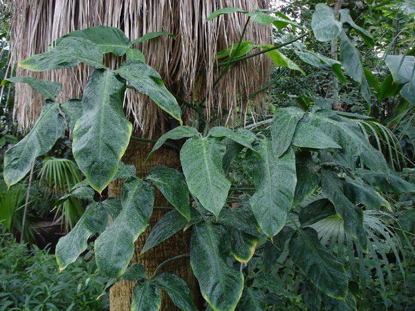Pictured at the Botanischer Garten und Botanisches Museum Berlin-Dahlem (Germany) Image Copyright © 2006 by David Scherberich