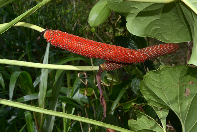 Croat 105810, pictured in Pastaza, Ecuador Image Copyright © 2015 by David Scherberich
