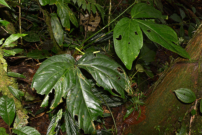 Croat 105606 pictured near Shell (Pastaza, Equador) Image Copyright © 2015 by David Scherberich