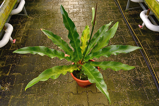 Pictured in the Botanischer Garten München (Germany) Image Copyright © 2016 by David Scherberich