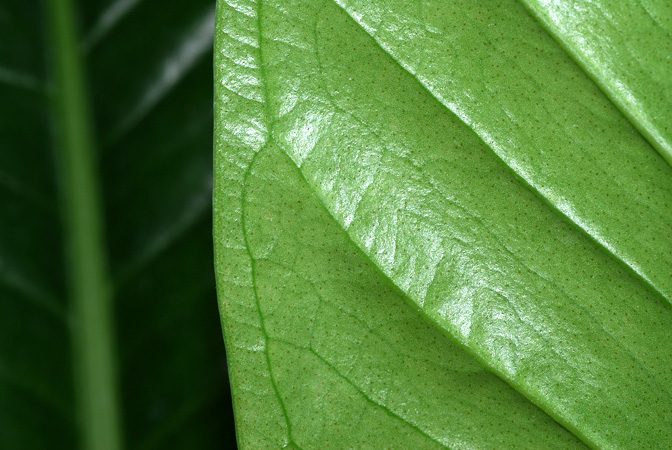 Pictured at the Botanischer Garten Wilhelma (Stuttgart, Germany) Image Copyright © 2013 by David Scherberich