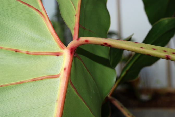 Pictured at the Jardin Botanique de Lyon (France) Image Copyright © 2011 by David Scherberich