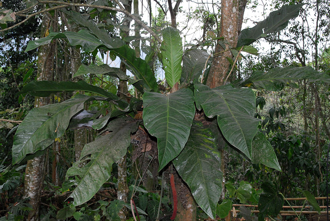 Pictured at the Jardín Botánico Del Quindío (Calarcá, Colombia) Image Copyright © 2013 by David Scherberich