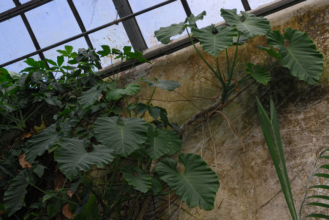 Pictured in the Botanischer Garten der Universitat Göttingen (Germany) Image Copyright © 2011 by David Scherberich