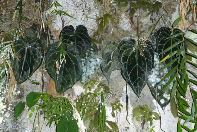 Pictured in Antioquia, Colombia Image Copyright © 2015 by Bruce Dunstan