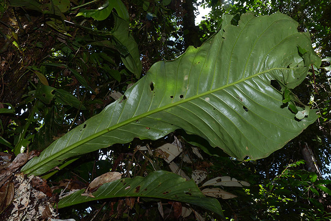 Croat 106054 pictured along Rio Piatua (Napo, Ecuador) Image Copyright © 2015 by David Scherberich