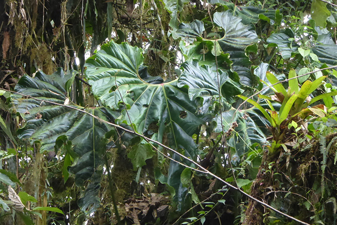 Pictured in La Planada Reserve, Narino, Colombia Image Copyright © 2018 by Bruce Dunstan