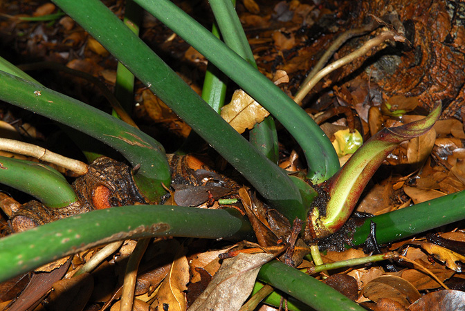 Pictured at the Fairchild Tropical Botanic Garden Image Copyright © 2012 by David Scherberich