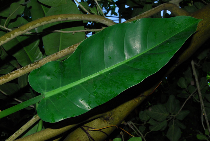 Pictured in the Botanischer Garten der Philipps-Universität Marburg (Germany) Image Copyright © 2011 by David Scherberich