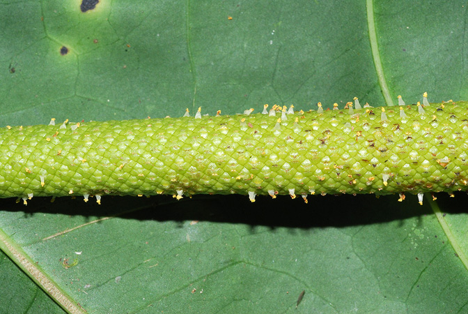 Croat 103982, pictured in Valle del Cauca, Colombia Image Copyright © 2013 by David Scherberich