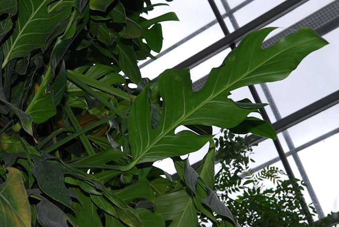 Pictured at the Botanischer Garten Wilhelma (Stuttgart, Germany) Image Copyright © 2013 by David Scherberich