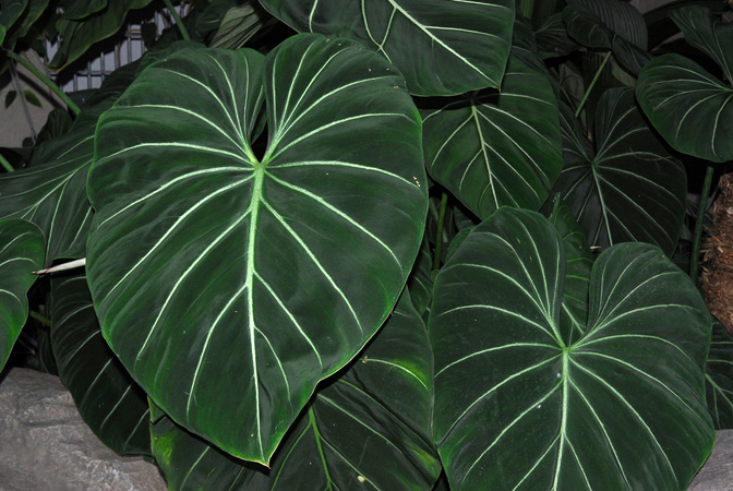 Pictured at the Jardin botanique de Montréal (Canada) Image Copyright © 2013 by David Scherberich