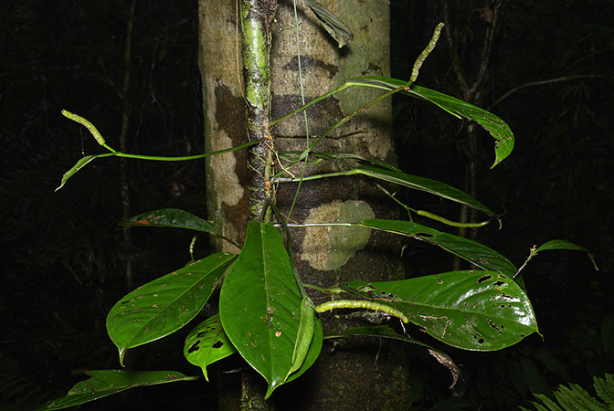 Croat 106090 pictured in Timburi Cocha Research Station (Orellana, Ecuador) Image Copyright © 2015 by David Scherberich