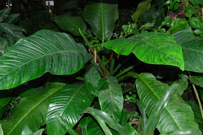 Pictured in the Botanischer Garten der Universitat Göttingen (Germany) Image Copyright © 2011 by David Scherberich