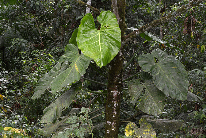 Pictured in Yasuni National Park (Orellana, Ecuador) Image Copyright © 2015 by David Scherberich