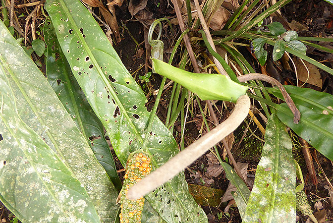 Pictured in cultivation in Volcan, Panama Image Copyright © 2016 by Bruce Dunstan