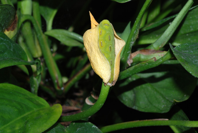 From Brazil (Para), pictured at the Jardin Botanique du Montet (Nancy, France) Image Copyright © 2010 by David Scherberich