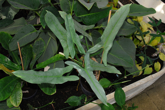 文件:PhilohastatumPARP.jpg