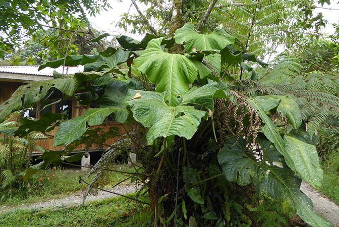 Pictured in La Planada Reserve, Narino, Colombia Image Copyright © 2018 by Bruce Dunstan