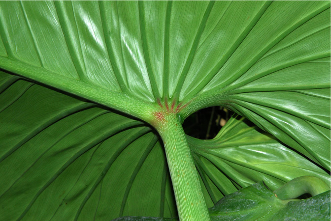 I.G.Hodgson 60 from Napo, Ecuador Pictured in Royal Botanic Gardens, Kew Image Copyright © 2012 by David Scherberich