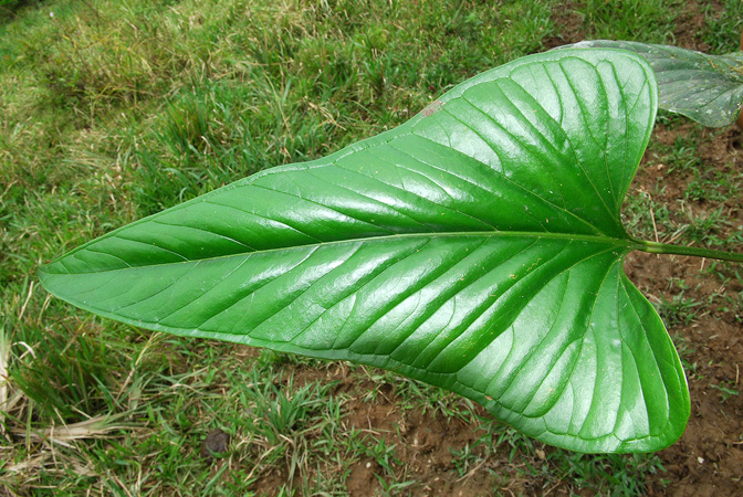 Croat 104434, pictured in Carchi, Ecuador Image Copyright © 2013 by David Scherberich