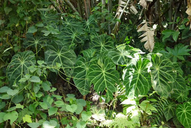 Pictured in Santander, Colombia Image Copyright © 2015 by Bruce Dunstan
