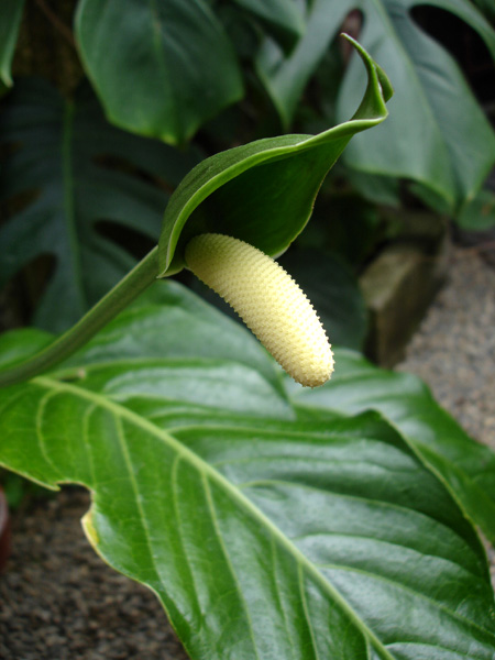 文件:Anthbradeanum 02.jpg