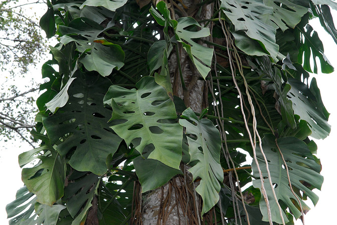 Pictured at the Jardín Botánico Del Quindío (Calarcá, Colombia) Image Copyright © 2013 by David Scherberich