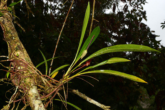 Croat 105927 pictured in Yasuni National Park (Orellana, Ecuador) Image Copyright © 2015 by David Scherberich