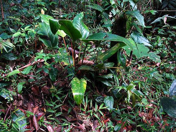 Pictured in Guatemala: Las Nubes, 2400 m. Image Copyright © 2007 by Fred Muller