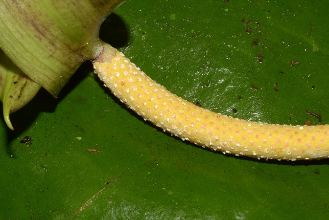 Croat 106054 pictured along Rio Piatua (Napo, Ecuador) Image Copyright © 2015 by David Scherberich