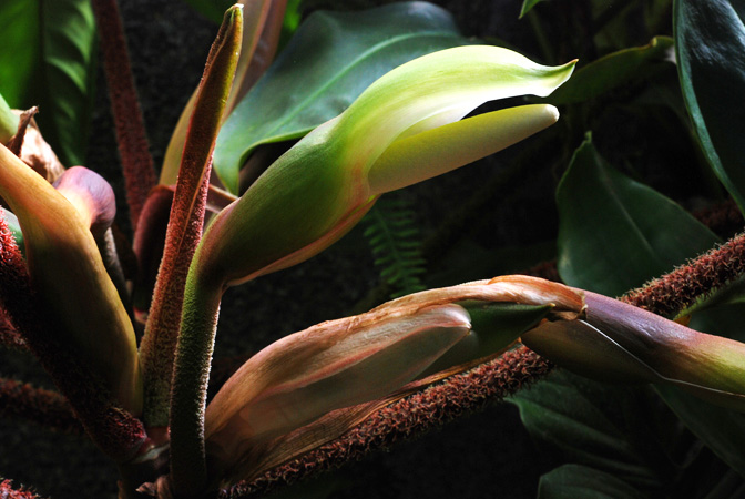 文件:Philosquamiferum 05.jpg