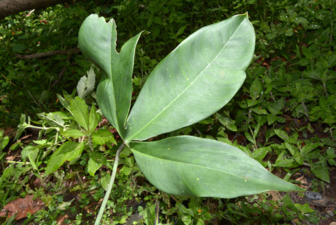 Croat 105700 pictured in the Cordillera de Cutucu, Morona Santiago (Ecuador) Image Copyright © 2015 by David Scherberich
