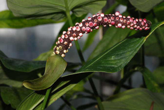 RMP 3166, from Chiriqui (Panama), pictured at the Jardin Botanique de Lyon (France) Image Copyright © 2013 by David Scherberich