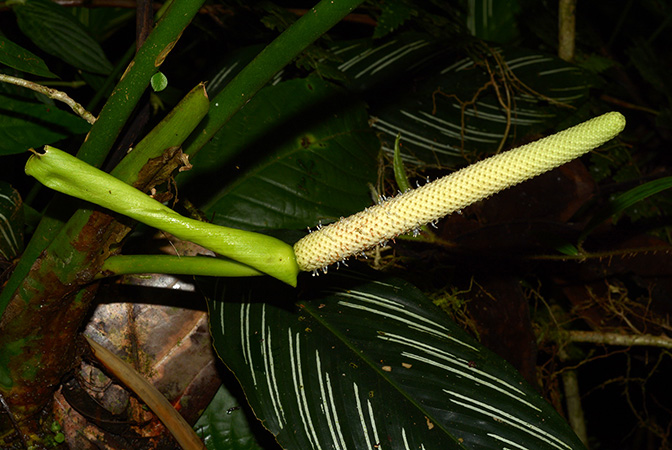 文件:AnthtriphyllumCroat105606 02.jpg