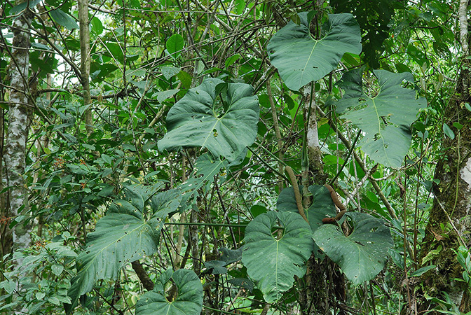Croat 104477, pictured in Carchi, Ecuador Image Copyright © 2012 by David Scherberich