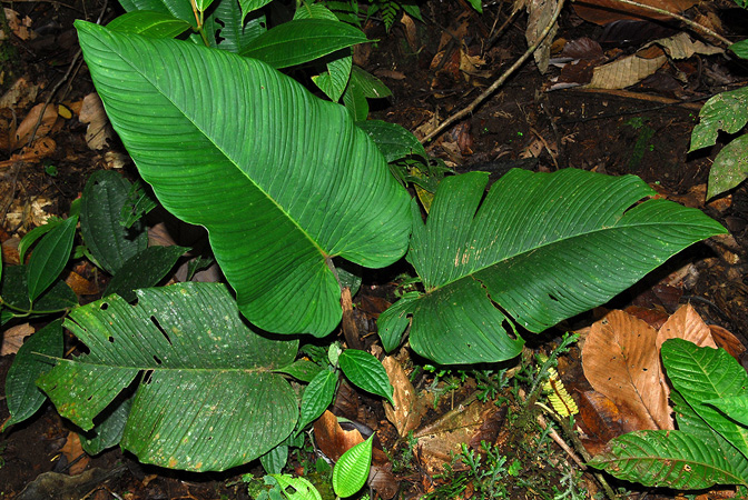 文件:Philorugapetiolatum 02.jpg