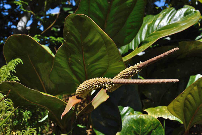 Pictured in Chiriquí, Panama Image Copyright © 2019 by Fred Muller