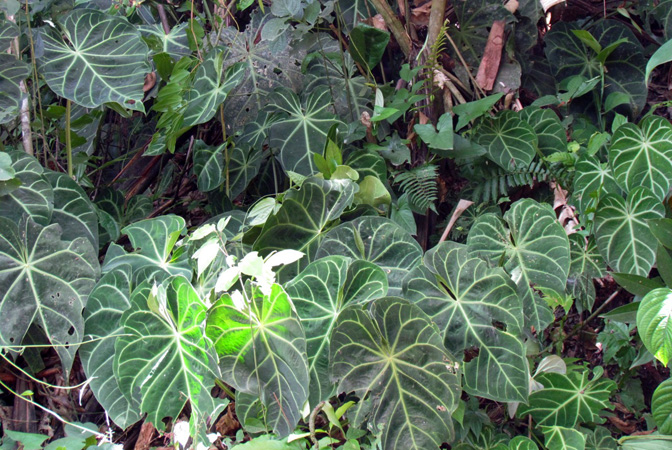 Pictured in Santander, Colombia Image Copyright © 2015 by Bruce Dunstan