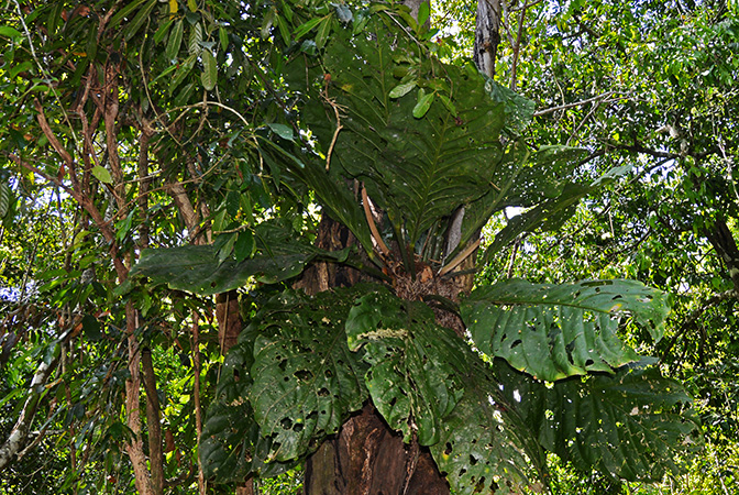 Pictured in Igapó forest near Manaus, Brazil Image Copyright © 2017 by Patrick Blanc