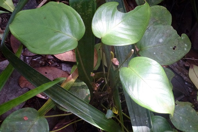 Pictured in Cerro Chucanti, Panama Image Copyright © 2015 by Bruce Dunstan