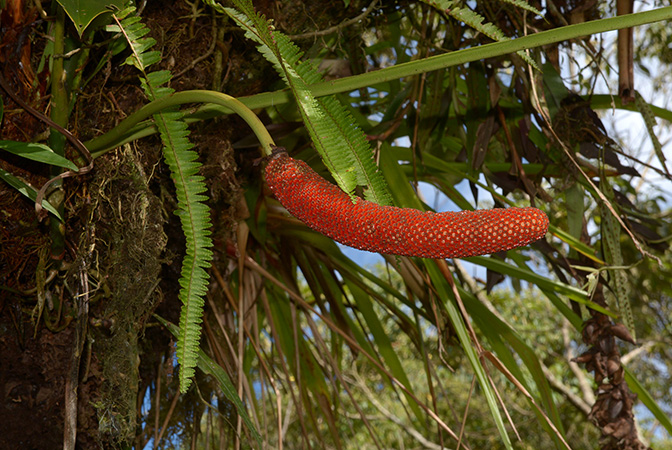 Croat 105810, pictured in Pastaza, Ecuador Image Copyright © 2015 by David Scherberich