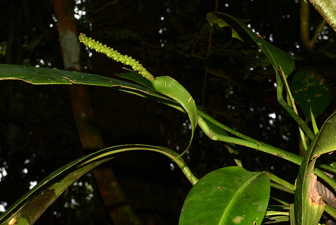 Croat 105877 pictured in Yasuni National Park (Orellana, Ecuador) Image Copyright © 2015 by David Scherberich