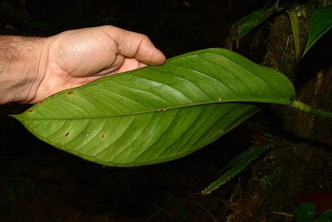Croat 105555 pictured near Mera (Pastaza, Ecuador) Image Copyright © 2015 by David Scherberich