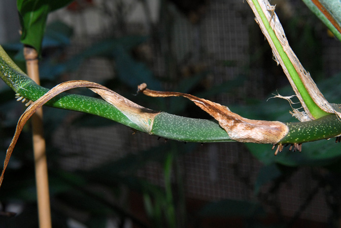 Pictured in Royal Botanic Gardens, Kew Image Copyright © 2012 by David Scherberich