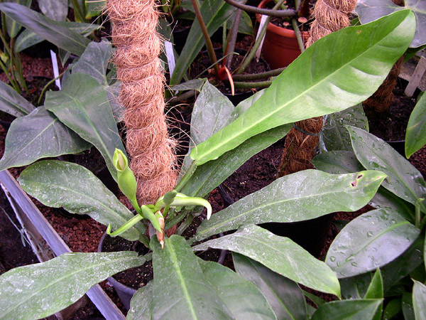 PB03-579 from French Guiana, pictured at the Jardin Botanique de Lyon (France) Image Copyright © 2006 by David Scherberich