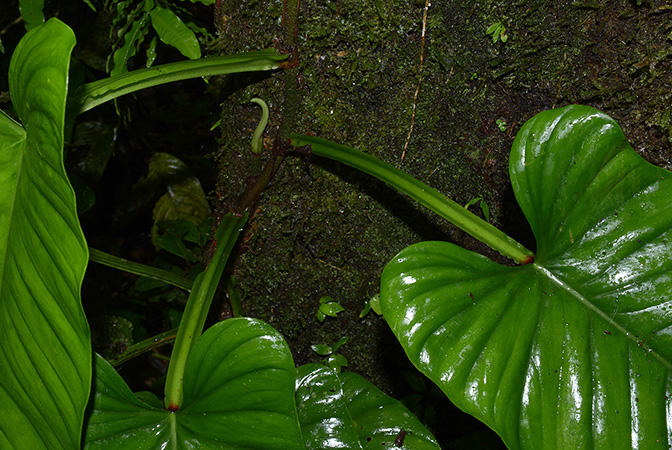 Pictured in Timburi Cocha Research Station (Orellana, Ecuador) Image Copyright © 2015 by David Scherberich