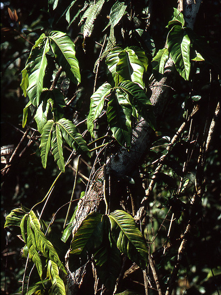 文件:PhilohylaeaeCroat 03.jpg