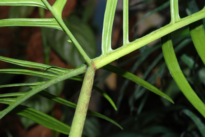 Pictured at the Jardin Botanique de Lyon (France) Image Copyright © 2012 by David Scherberich