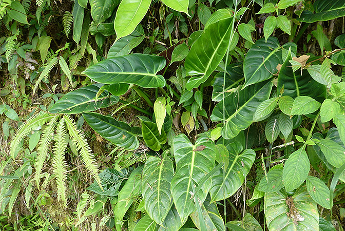 文件:PhilosubhastatumCroat 05.jpg